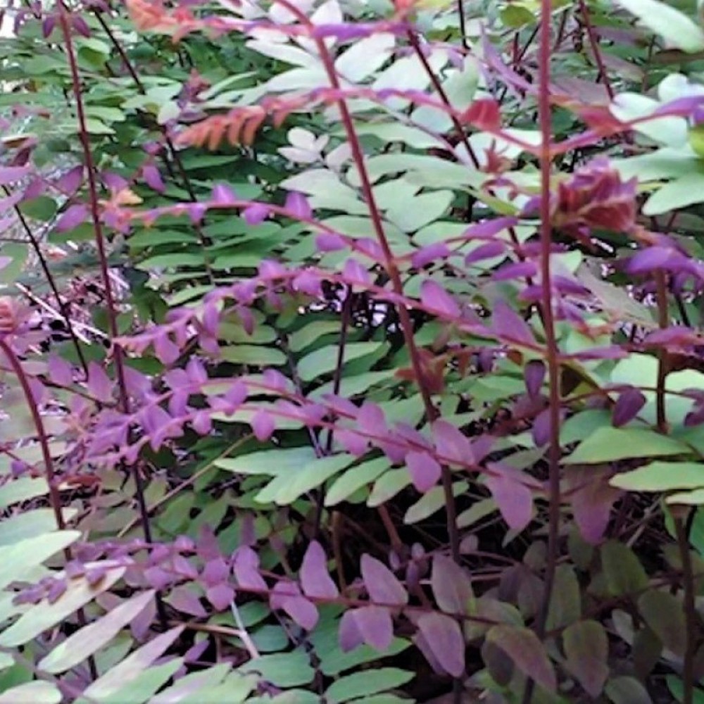Osmunda regalis / Karališkasis papartis PURPURASCENS