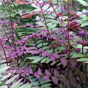 Osmunda regalis / Karališkasis papartis PURPURASCENS