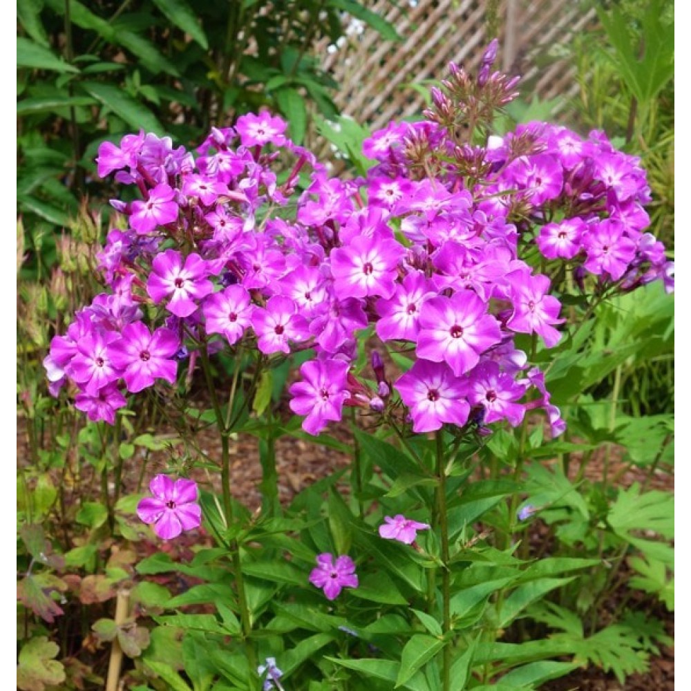 Phlox / Flioksas EARLY PURPLE EYE 