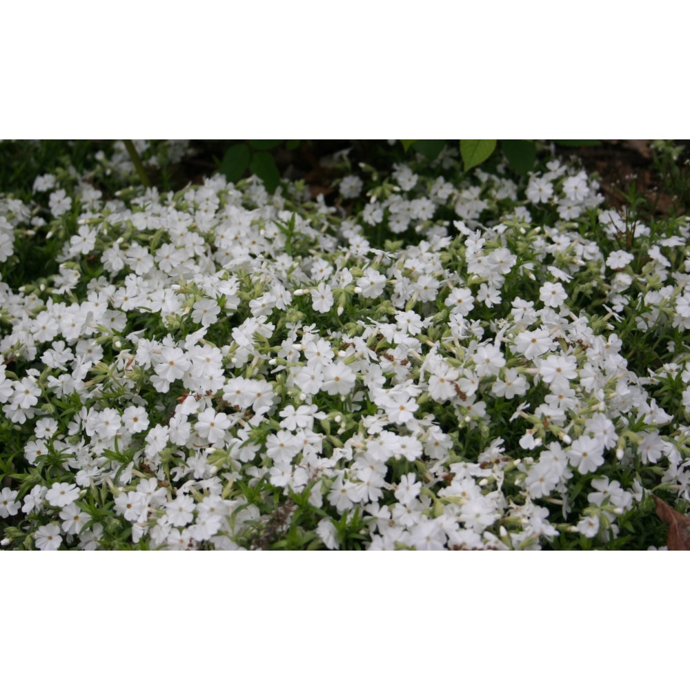 Phlox / Flioksas MAISCHNEE