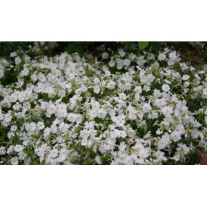 Phlox / Flioksas MAISCHNEE
