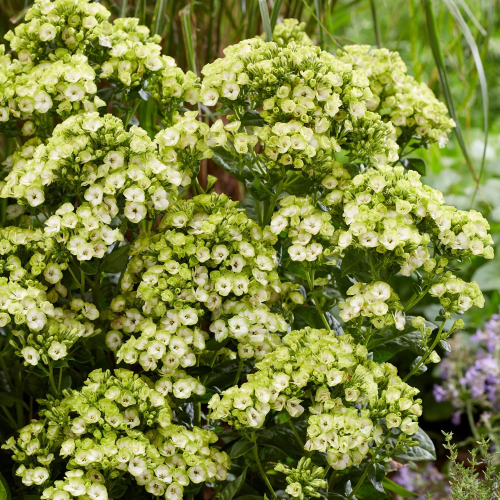 Phlox / Flioksas ORCHID GREEN