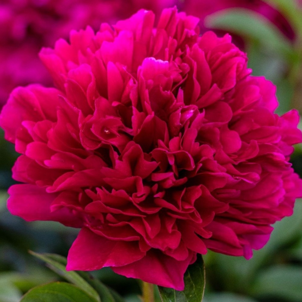 Paeonia / Bijūnas ADOLPHE ROUSSEAU