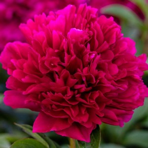 Paeonia / Bijūnas ADOLPHE ROUSSEAU