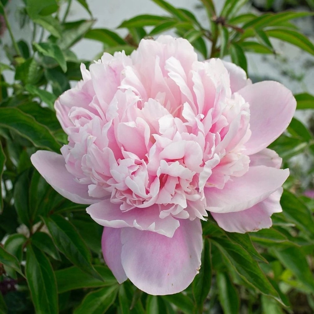 Paeonia / Bijūnas ANGEL CHEEKS
