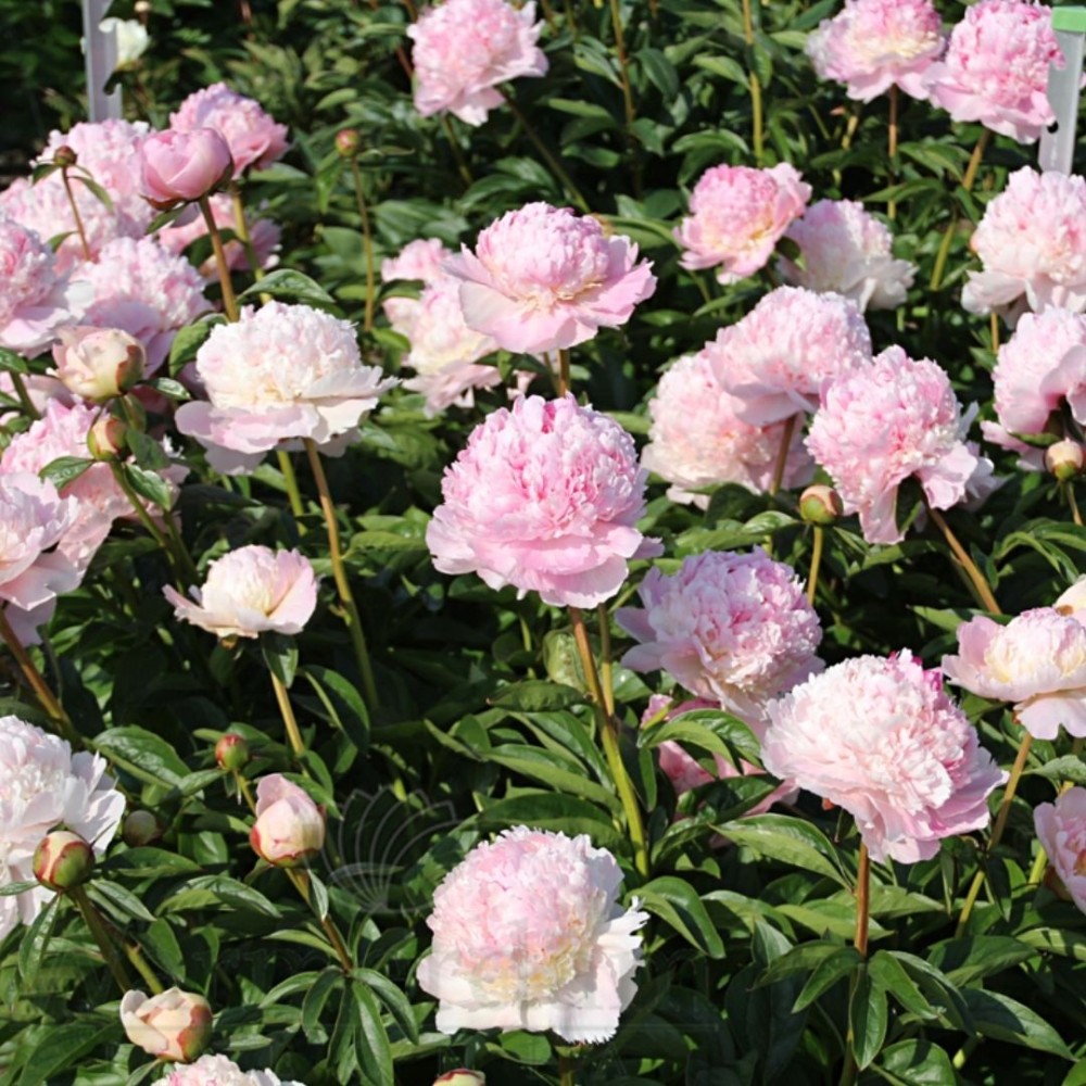 Paeonia / Bijūnas ANGEL CHEEKS