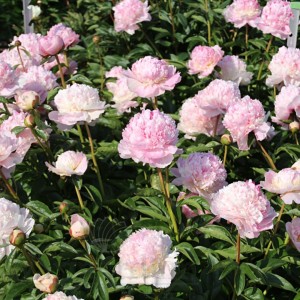 Paeonia / Bijūnas ANGEL CHEEKS