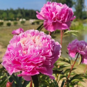 Paeonia lactiflora / Bijūnas ANIMA