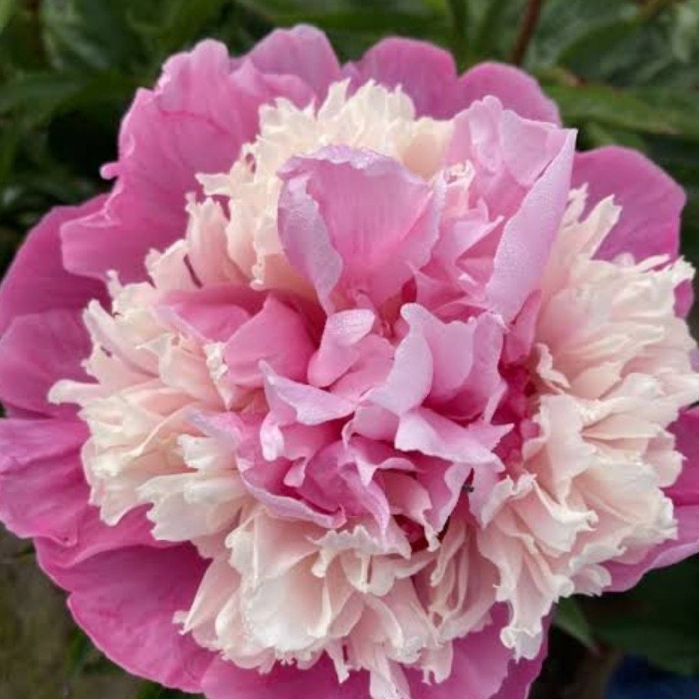 Paeonia lactiflora / Bijūnas ANIMA