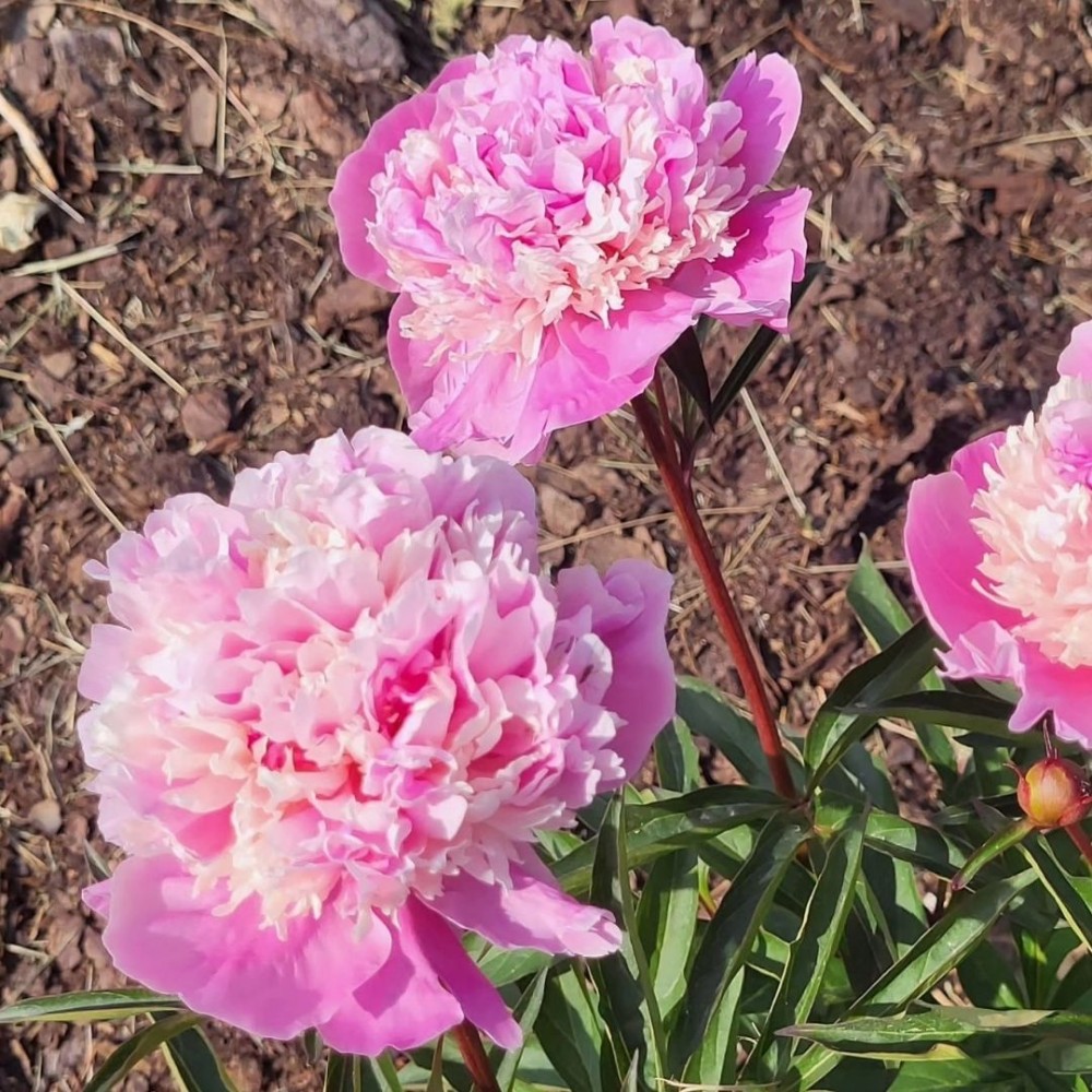 Paeonia lactiflora / Bijūnas ANIMA