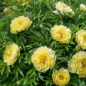 Paeonia / Bijūnas BARTZELLA