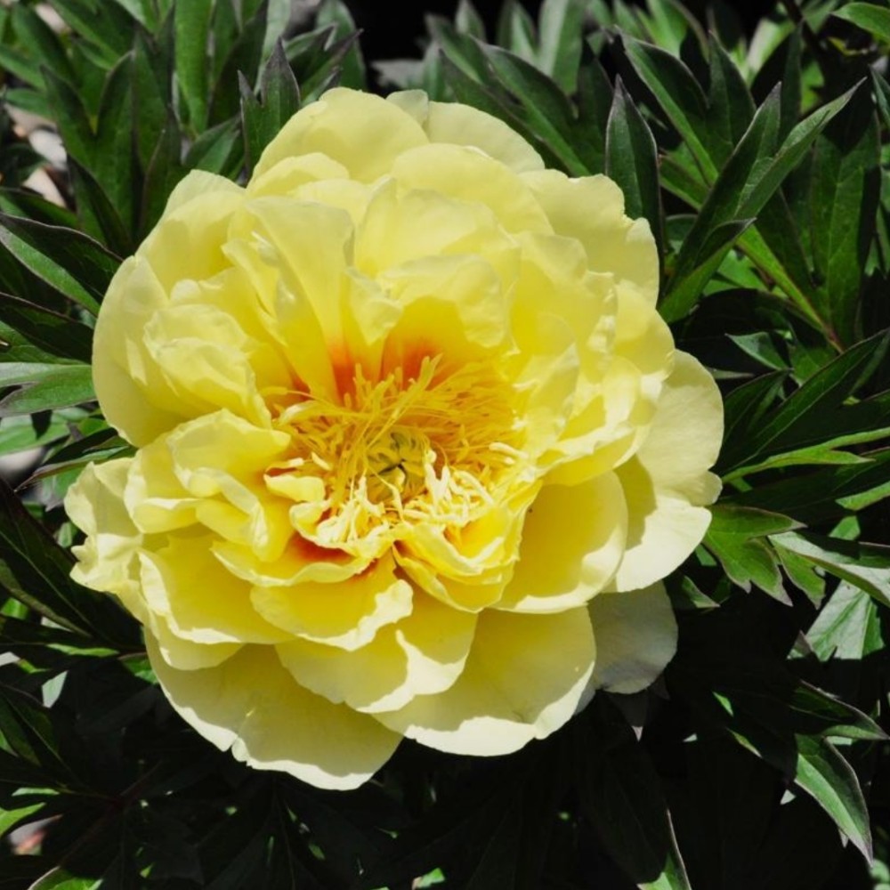 Paeonia / Bijūnas BARTZELLA