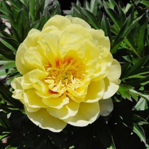 Paeonia / Bijūnas BARTZELLA