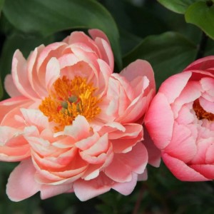 Paeonia / Bijūnas CORAL CHARM