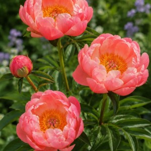 Paeonia / Bijūnas CORAL CHARM