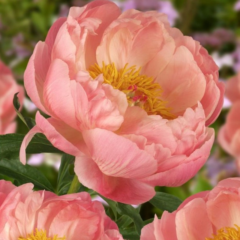 Paeonia / Bijūnas CORAL CHARM