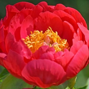 Paeonia / Bijūnas CORAL MAGIC