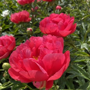 Paeonia / Bijūnas CORAL MAGIC