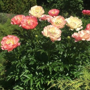 Paeonia / Bijūnas CORAL SUNSET