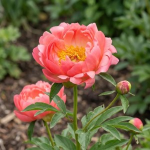 Paeonia / Bijūnas CORAL SUNSET