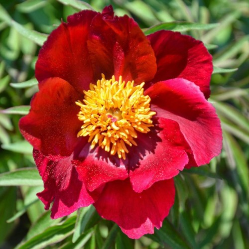 Paeonia / Bijūnas EARLY SCOUT