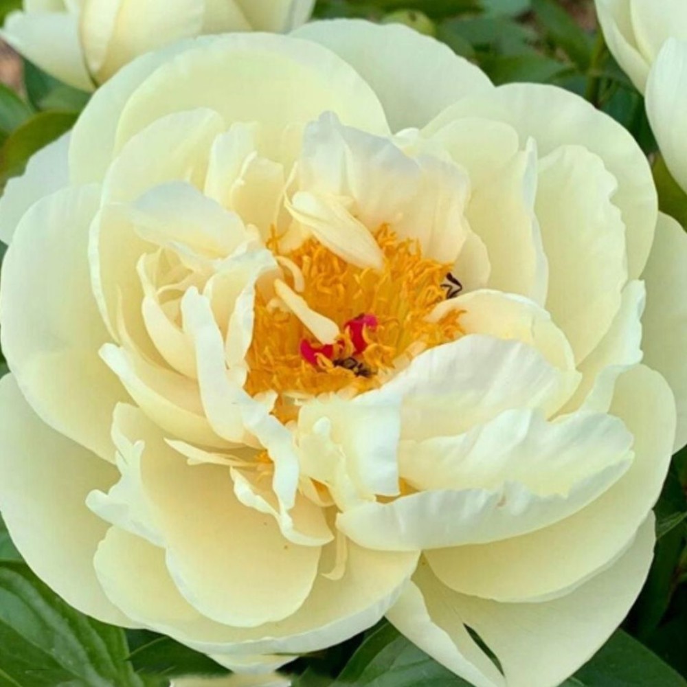 Paeonia lactiflora / Bijūnas TOP BRASS