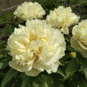 Paeonia lactiflora / Bijūnas TOP BRASS