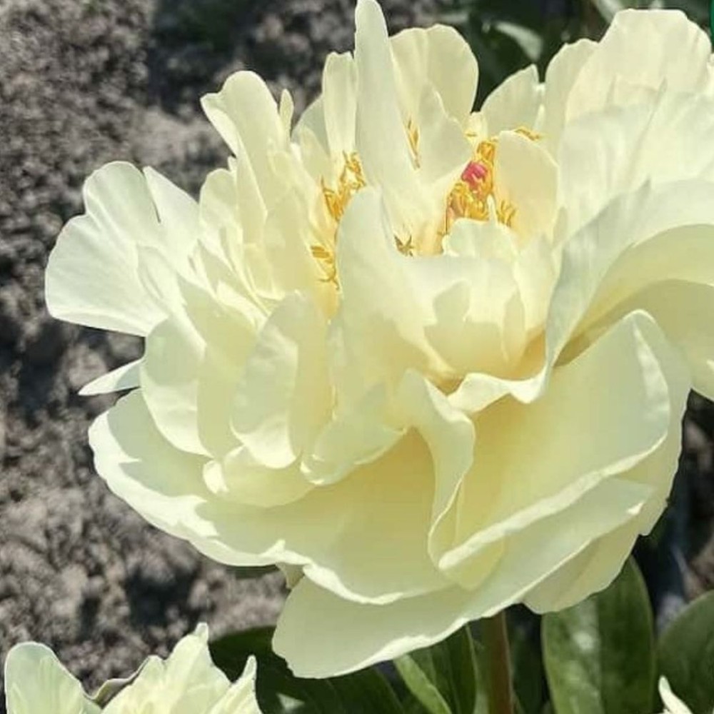 Paeonia lactiflora / Bijūnas TOP BRASS