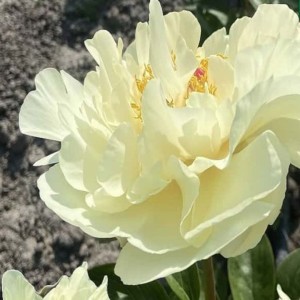 Paeonia lactiflora / Bijūnas TOP BRASS