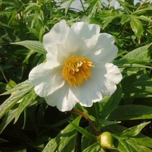 Paeonia / Bijūnas EARLY WINDFLOWER