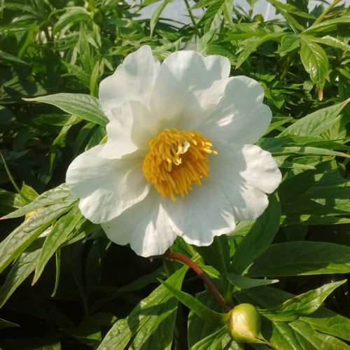 Paeonia / Bijūnas EARLY WINDFLOWER