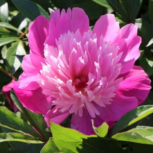 Paeonia lactiflora / Bijūnas EDULIS SUPERBA
