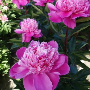 Paeonia lactiflora / Bijūnas EDULIS SUPERBA