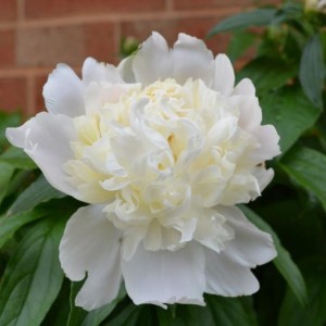 Paeonia lactiflora / Bijūnas FESTIVA PIXIE