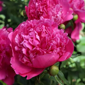 Paeonia lactiflora / Bijūnas GENERAL MACMAHON