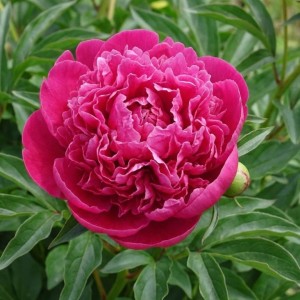 Paeonia lactiflora / Bijūnas GENERAL MACMAHON