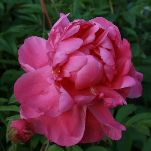 Paeonia lactiflora / Bijūnas VICTORIAN BROACH