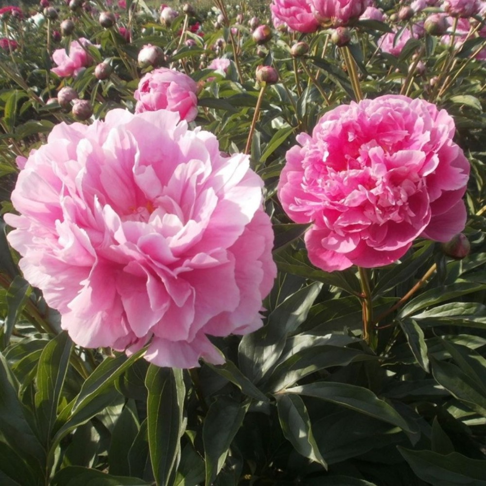 Paeonia lactiflora / Bijūnas VICTORIAN BROACH