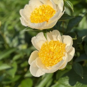 Paeonia lactiflora / Bijūnas GOLD STANDARD