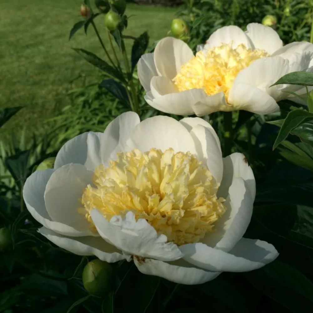 Paeonia lactiflora / Bijūnas GOLD STANDARD