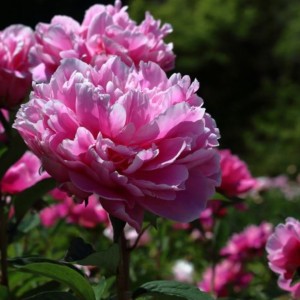 Paeonia / Bijūnas JACORMA