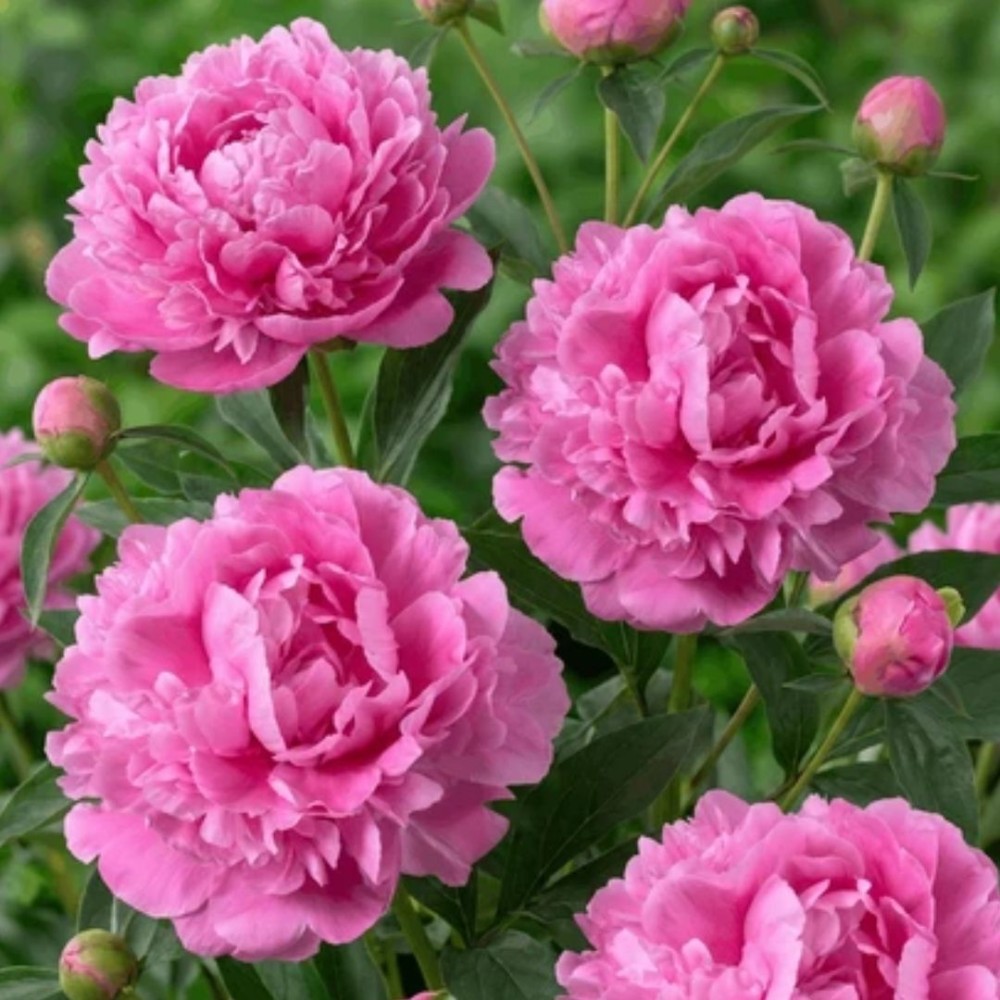 Paeonia / Bijūnas JACORMA