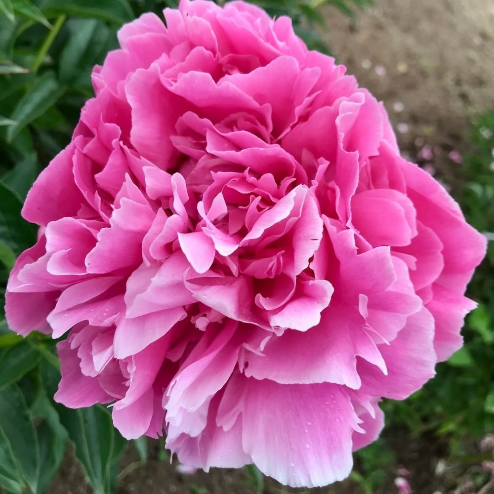Paeonia / Bijūnas JACORMA