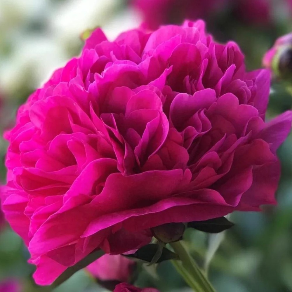Paeonia / Bijūnas KANSAS