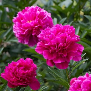 Paeonia / Bijūnas KANSAS