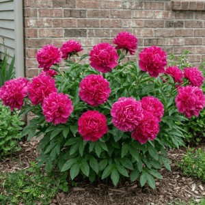 Paeonia / Bijūnas KANSAS
