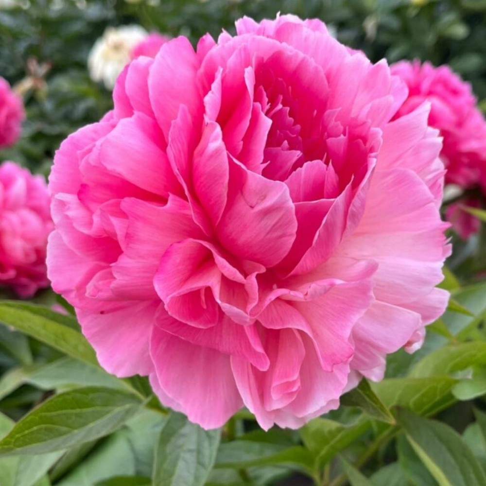Paeonia lactiflora / Bijūnas KONINGIN WILHELMINA