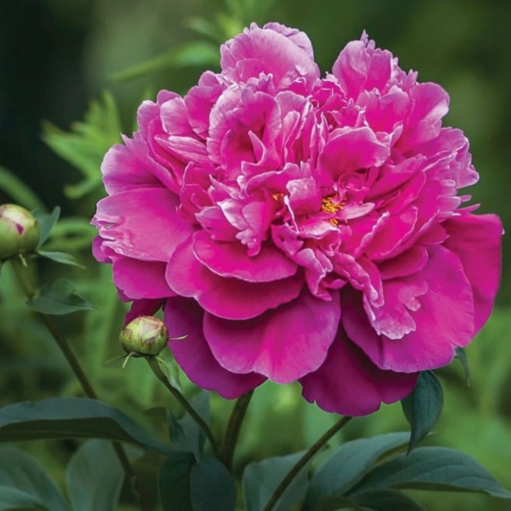 Paeonia lactiflora / Bijūnas KONINGIN WILHELMINA