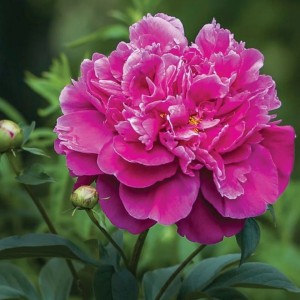 Paeonia lactiflora / Bijūnas KONINGIN WILHELMINA