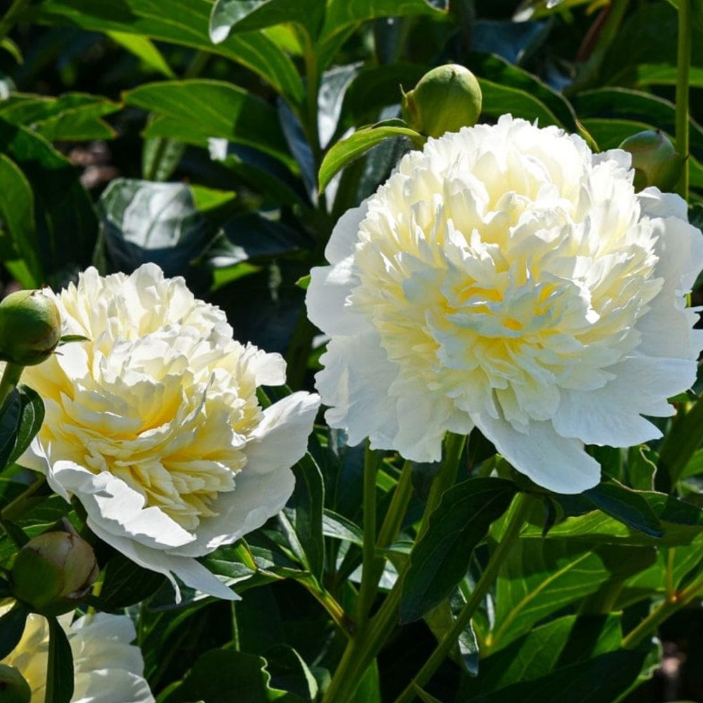 Paeonia lactiflora / Bijūnas LAURA DESSERT